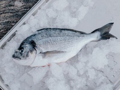 FISCH - Pesce Kurs
